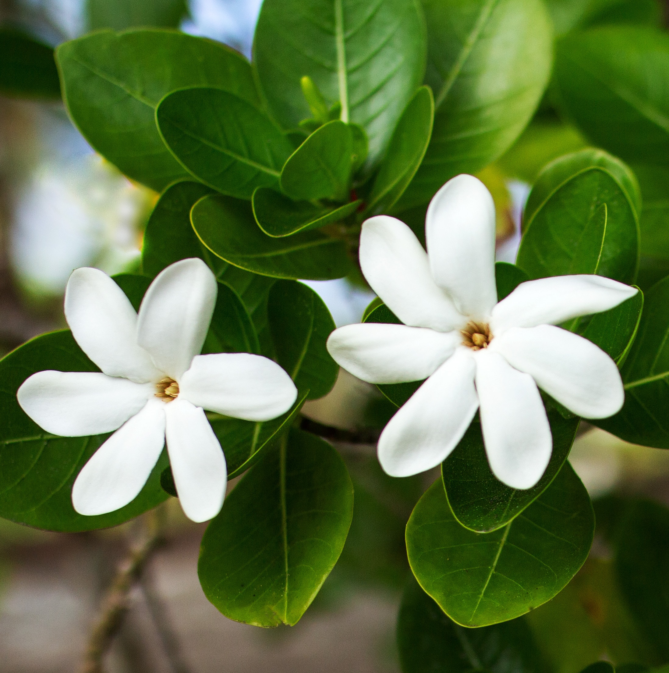Tiare Tahiti - gardenia tahitensis