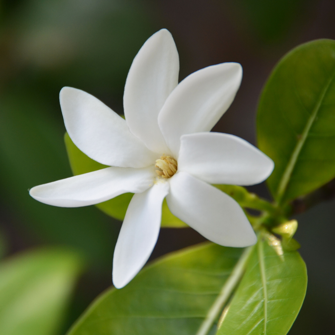 Más información sobre el artículo Cuál es la fragancia de los cosméticos Anakena?