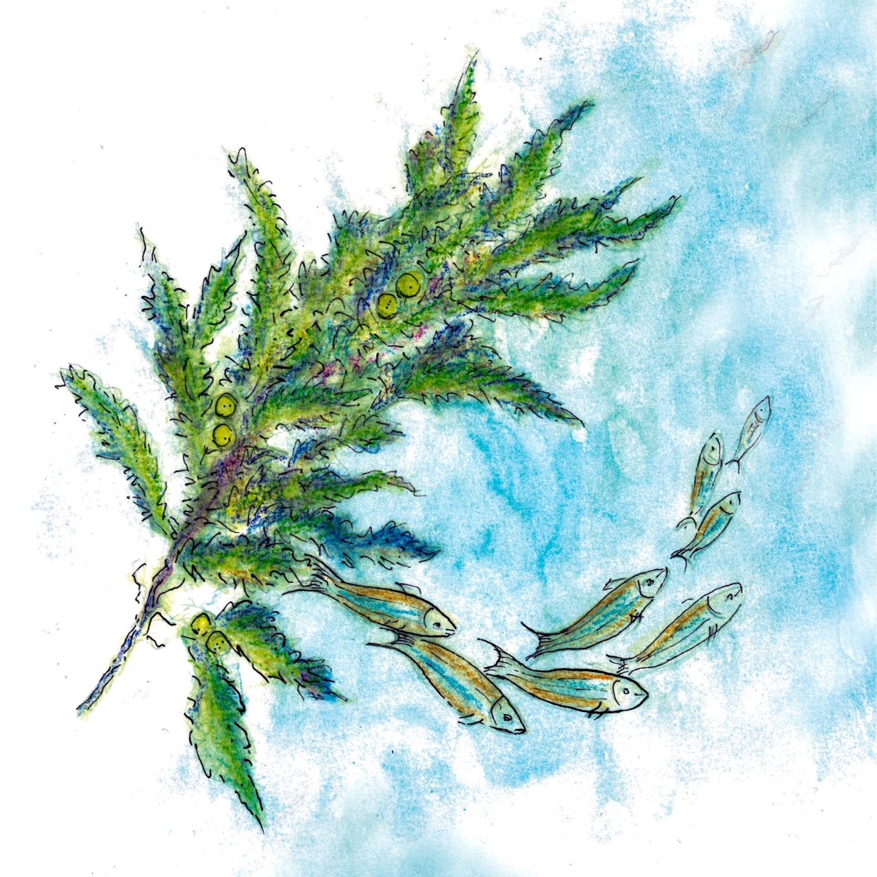 Más información sobre el artículo EXTRACTO DE ALGAS