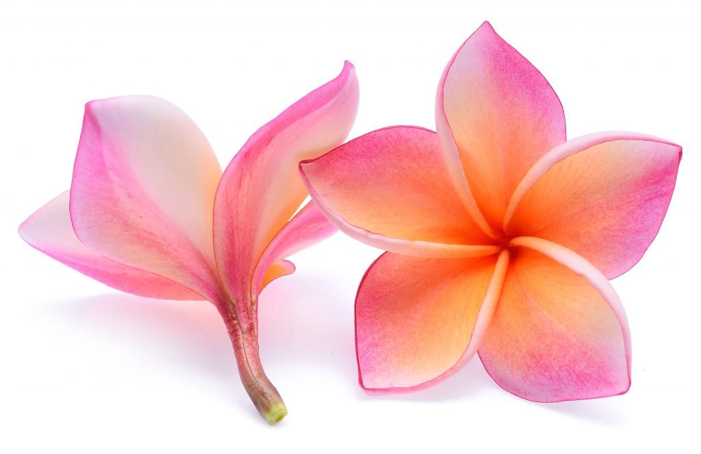 plumeria