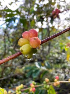 Planta de café en Rapa Nui