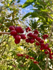 Planta de café en Rapa Nui