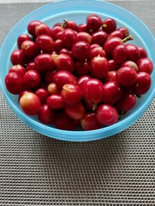 café en Rapa Nui recién cosechado