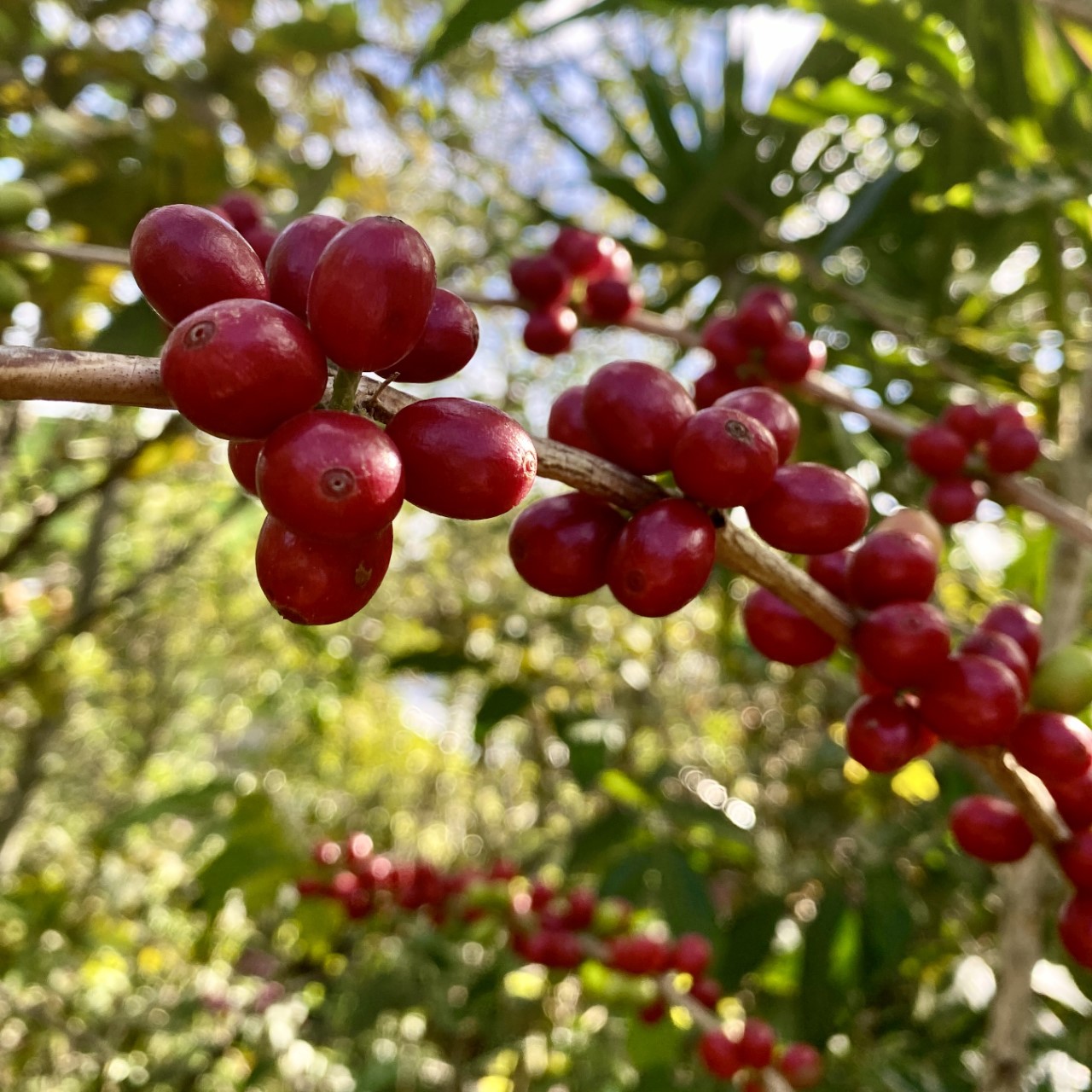 Más información sobre el artículo Plantas de Café en Rapa Nui