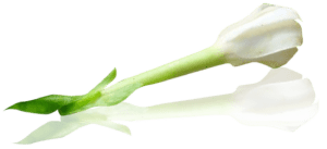 Tiare Flor-  gardenia tahitensis