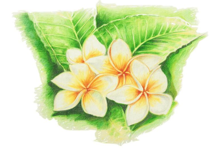 Tipanie Frangipani Plumeria
