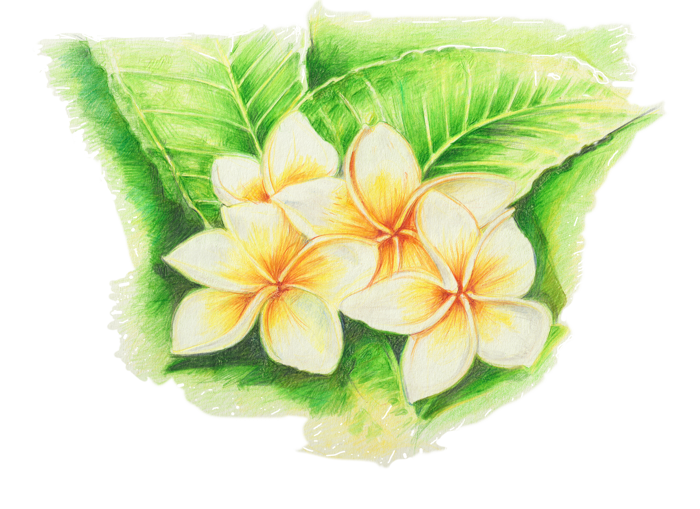 Tipanie Frangipani Plumeria