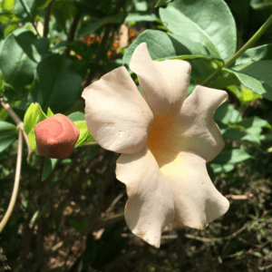 allamanda blanchetii
