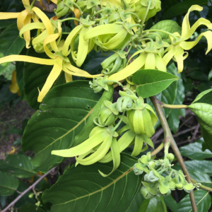 ylang-ylang cananga odorata