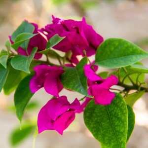 bougainvillea