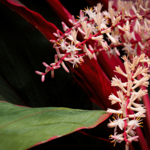 cordyline fruticosa