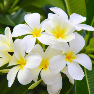 plumeria alba