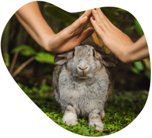 Bunny cruelty free